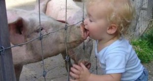 No Problem with Piggy