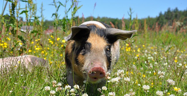 Ein glückliches Schwein