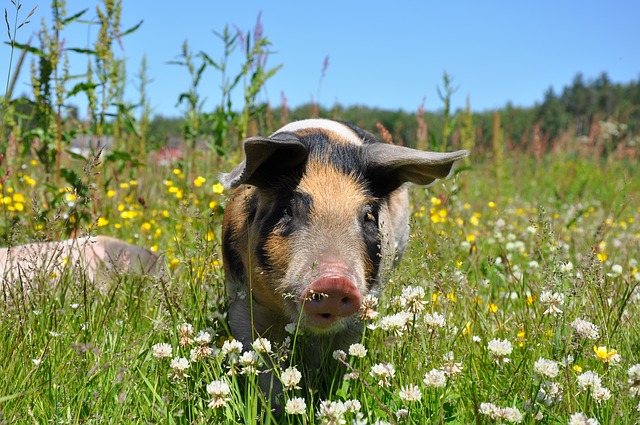 Ein glückliches Schwein