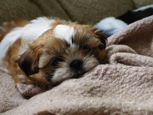 Welpengruppe Shi-Tzu